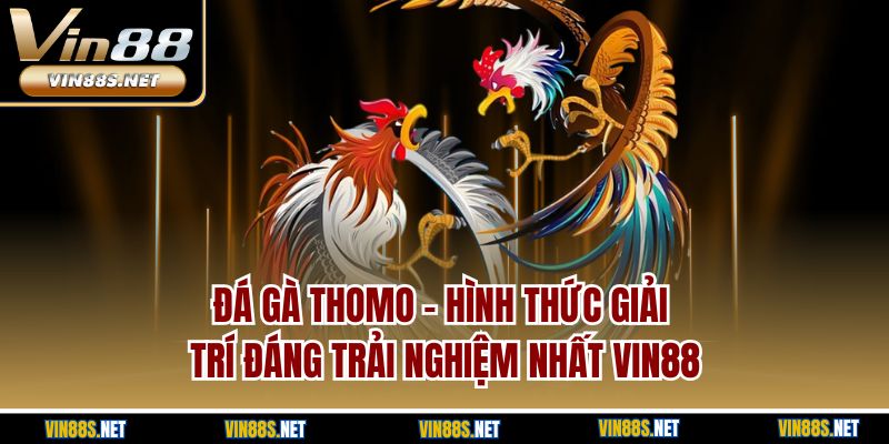 Đá Gà Thomo | Hình Thức Giải Trí Đáng Trải Nghiệm Nhất Vin88